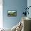 Mitre Peak, Alpine-null-Framed Stretched Canvas displayed on a wall