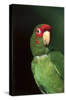 Mitred Conure (Aratinga Mitrata)-Lynn M^ Stone-Stretched Canvas