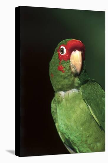 Mitred Conure (Aratinga Mitrata)-Lynn M^ Stone-Stretched Canvas