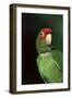 Mitred Conure (Aratinga Mitrata)-Lynn M^ Stone-Framed Premium Photographic Print