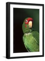 Mitred Conure (Aratinga Mitrata)-Lynn M^ Stone-Framed Premium Photographic Print