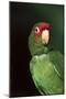 Mitred Conure (Aratinga Mitrata)-Lynn M^ Stone-Mounted Premium Photographic Print