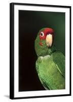 Mitred Conure (Aratinga Mitrata)-Lynn M^ Stone-Framed Premium Photographic Print