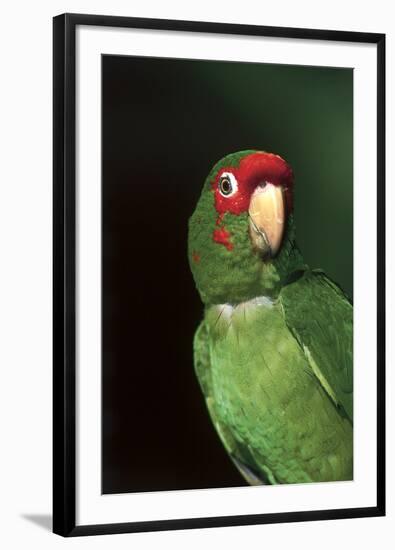 Mitred Conure (Aratinga Mitrata)-Lynn M^ Stone-Framed Premium Photographic Print