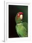 Mitred Conure (Aratinga Mitrata)-Lynn M^ Stone-Framed Photographic Print