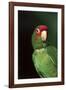 Mitred Conure (Aratinga Mitrata)-Lynn M^ Stone-Framed Photographic Print