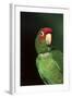 Mitred Conure (Aratinga Mitrata)-Lynn M^ Stone-Framed Photographic Print