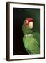 Mitred Conure (Aratinga Mitrata)-Lynn M^ Stone-Framed Photographic Print