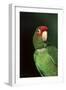 Mitred Conure (Aratinga Mitrata)-Lynn M^ Stone-Framed Photographic Print