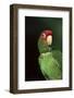 Mitred Conure (Aratinga Mitrata)-Lynn M^ Stone-Framed Photographic Print