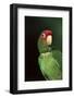 Mitred Conure (Aratinga Mitrata)-Lynn M^ Stone-Framed Photographic Print