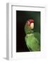 Mitred Conure (Aratinga Mitrata)-Lynn M^ Stone-Framed Photographic Print