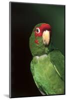 Mitred Conure (Aratinga Mitrata)-Lynn M^ Stone-Mounted Photographic Print