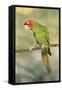 Mitred Conure-null-Framed Stretched Canvas
