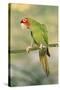 Mitred Conure-null-Stretched Canvas