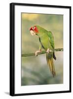 Mitred Conure-null-Framed Photographic Print