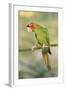 Mitred Conure-null-Framed Photographic Print
