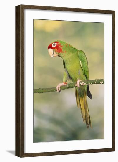 Mitred Conure-null-Framed Photographic Print