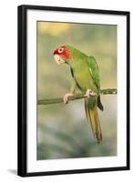 Mitred Conure-null-Framed Photographic Print