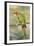 Mitred Conure-null-Framed Photographic Print