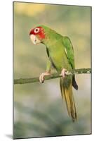 Mitred Conure-null-Mounted Photographic Print