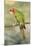 Mitred Conure-null-Mounted Photographic Print