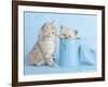 Mitzy & Lizzy-Rachael Hale-Framed Art Print