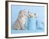 Mitzy & Lizzy-Rachael Hale-Framed Art Print