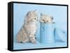 Mitzy & Lizzy-Rachael Hale-Framed Stretched Canvas