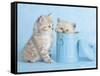Mitzy & Lizzy-Rachael Hale-Framed Stretched Canvas