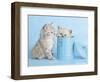 Mitzy & Lizzy-Rachael Hale-Framed Art Print