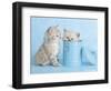 Mitzy & Lizzy-Rachael Hale-Framed Art Print