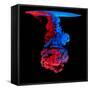 Mix of Colored Ink in Water Creating Abstract Shape, Isolated on Black Background-Jakub Gojda-Framed Stretched Canvas