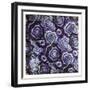 Mix Of Purple Chips-Jace Grey-Framed Art Print
