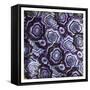 Mix Of Purple Chips-Jace Grey-Framed Stretched Canvas