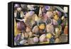 Mixed Atlantic Sea Shells and Crab-null-Framed Stretched Canvas