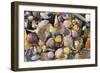 Mixed Atlantic Sea Shells and Crab-null-Framed Photographic Print