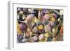 Mixed Atlantic Sea Shells and Crab-null-Framed Photographic Print