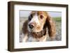 Mixed Breed Dog of Cocker Spaniel and King Charles Spaniel, Close-Up-S. Uhl-Framed Photographic Print