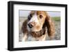 Mixed Breed Dog of Cocker Spaniel and King Charles Spaniel, Close-Up-S. Uhl-Framed Photographic Print