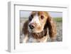 Mixed Breed Dog of Cocker Spaniel and King Charles Spaniel, Close-Up-S. Uhl-Framed Photographic Print