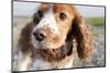 Mixed Breed Dog of Cocker Spaniel and King Charles Spaniel, Close-Up-S. Uhl-Mounted Photographic Print