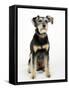 Mixed Breed Dog Sitting Down, One Ear Raised-Petra Wegner-Framed Stretched Canvas