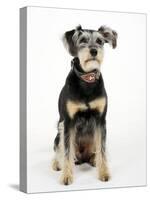 Mixed Breed Dog Sitting Down, One Ear Raised-Petra Wegner-Stretched Canvas