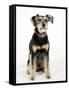 Mixed Breed Dog Sitting Down, One Ear Raised-Petra Wegner-Framed Stretched Canvas