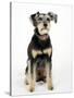 Mixed Breed Dog Sitting Down, One Ear Raised-Petra Wegner-Stretched Canvas