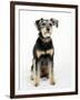 Mixed Breed Dog Sitting Down, One Ear Raised-Petra Wegner-Framed Premium Photographic Print