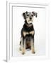 Mixed Breed Dog Sitting Down, One Ear Raised-Petra Wegner-Framed Premium Photographic Print