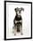 Mixed Breed Dog Sitting Down, One Ear Raised-Petra Wegner-Framed Premium Photographic Print