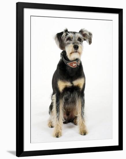 Mixed Breed Dog Sitting Down, One Ear Raised-Petra Wegner-Framed Premium Photographic Print